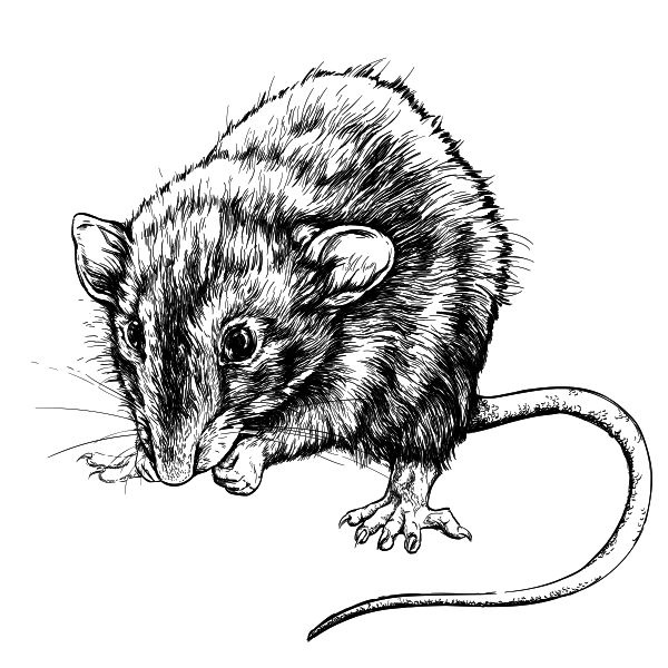 Иллюстрация к книге — Васюткино озеро. С вопросами и ответами для почемучек [i_092.jpg]