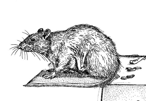 Иллюстрация к книге — Васюткино озеро. С вопросами и ответами для почемучек [i_093.jpg]