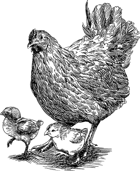 Иллюстрация к книге — Васюткино озеро. С вопросами и ответами для почемучек [i_110.jpg]