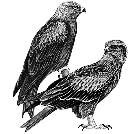 Иллюстрация к книге — Васюткино озеро. С вопросами и ответами для почемучек [i_116.jpg]