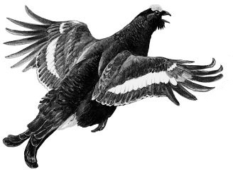 Иллюстрация к книге — Васюткино озеро. С вопросами и ответами для почемучек [i_128.jpg]