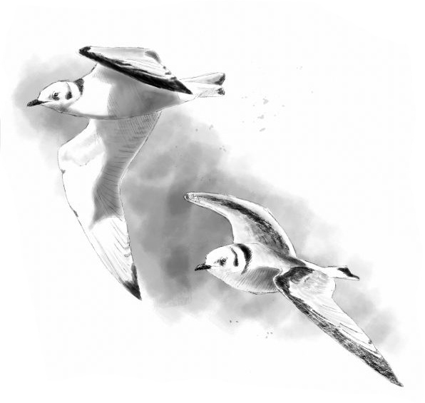 Иллюстрация к книге — Васюткино озеро. С вопросами и ответами для почемучек [i_130.jpg]