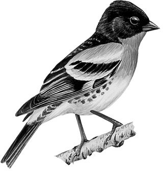 Иллюстрация к книге — Васюткино озеро. С вопросами и ответами для почемучек [i_131.jpg]