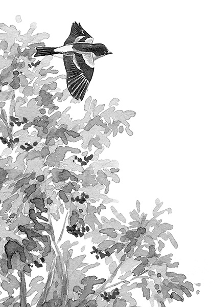 Иллюстрация к книге — Васюткино озеро. С вопросами и ответами для почемучек [i_135.jpg]