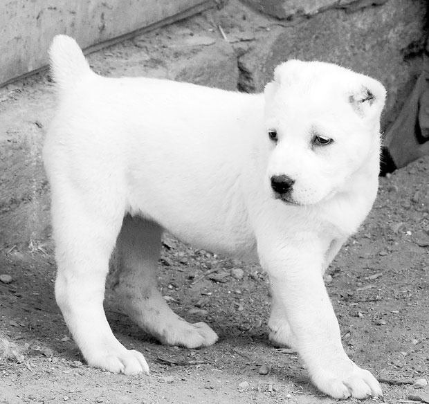 Иллюстрация к книге — Диалог с собакой. Выбираем, воспитываем, дрессируем [i_004.jpg]