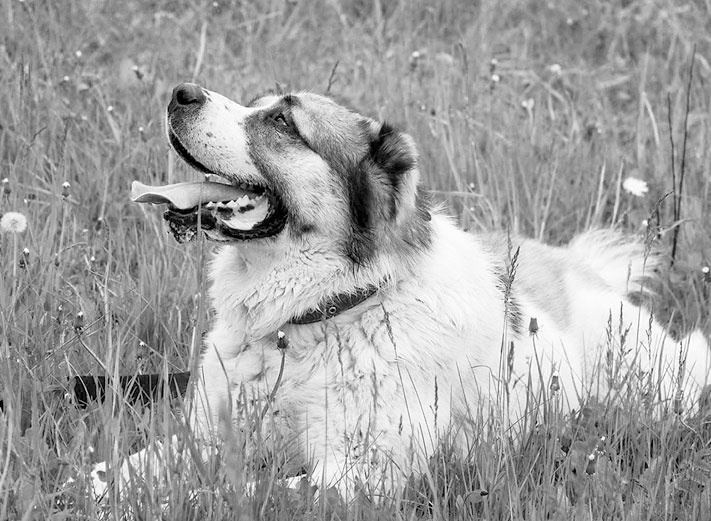 Иллюстрация к книге — Диалог с собакой. Выбираем, воспитываем, дрессируем [i_006.jpg]