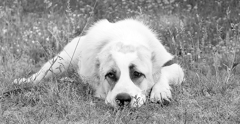 Иллюстрация к книге — Диалог с собакой. Выбираем, воспитываем, дрессируем [i_007.jpg]