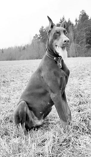 Иллюстрация к книге — Диалог с собакой. Выбираем, воспитываем, дрессируем [i_013.jpg]