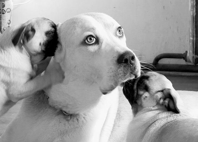 Иллюстрация к книге — Диалог с собакой. Выбираем, воспитываем, дрессируем [i_014.jpg]