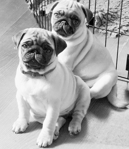 Иллюстрация к книге — Диалог с собакой. Выбираем, воспитываем, дрессируем [i_016.jpg]