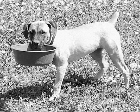 Иллюстрация к книге — Диалог с собакой. Выбираем, воспитываем, дрессируем [i_021.jpg]