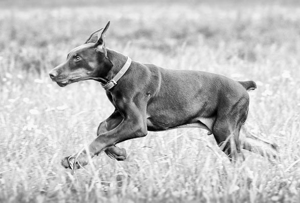 Иллюстрация к книге — Диалог с собакой. Выбираем, воспитываем, дрессируем [i_025.jpg]