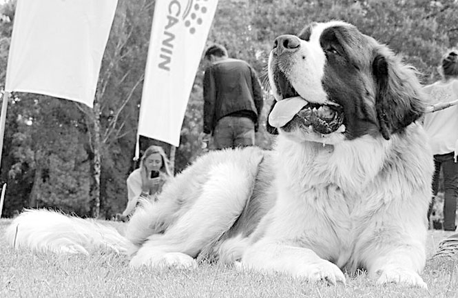 Иллюстрация к книге — Диалог с собакой. Выбираем, воспитываем, дрессируем [i_027.jpg]