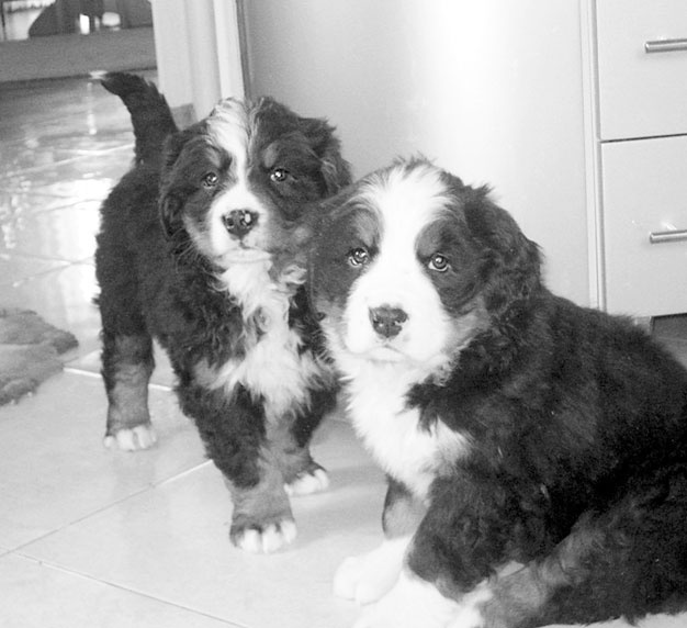 Иллюстрация к книге — Диалог с собакой. Выбираем, воспитываем, дрессируем [i_028.jpg]