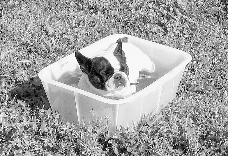 Иллюстрация к книге — Диалог с собакой. Выбираем, воспитываем, дрессируем [i_032.jpg]