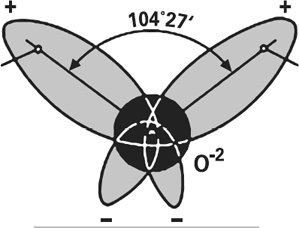 Иллюстрация к книге — Мифы о нашем теле. Научный подход к примитивным вопросам [i_021.jpg]