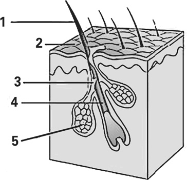 Иллюстрация к книге — Мифы о нашем теле. Научный подход к примитивным вопросам [i_026.jpg]