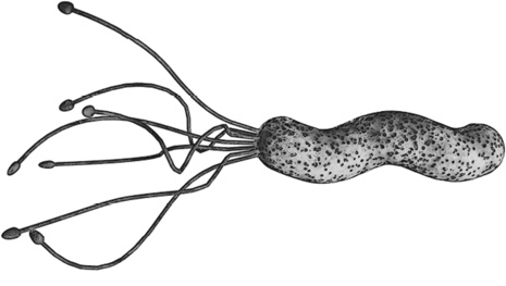 Иллюстрация к книге — Мифы о нашем теле. Научный подход к примитивным вопросам [i_034.jpg]