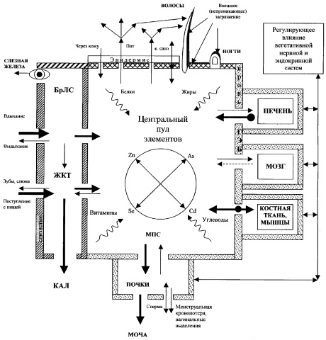Иллюстрация к книге — Микроэлементы. Бодрость, здоровье, долголетие [i_020.jpg]
