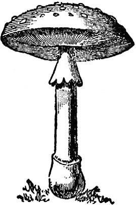 Иллюстрация к книге — Загадки Древней Руси [i_074.jpg]