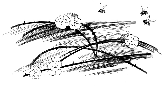 Иллюстрация к книге — Дети – другие. Саморазвитие. Части вторая и третья [_25.jpg]