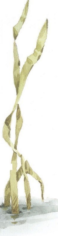 Иллюстрация к книге — Господин Куцехвост и иностранный шпион [i_054.jpg]