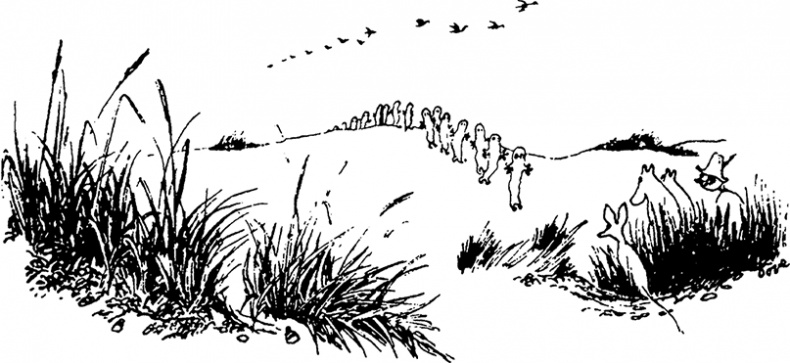 Иллюстрация к книге — Комета прилетает [i_049.jpg]