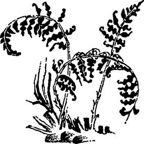 Иллюстрация к книге — В конце ноября [i_015.jpg]