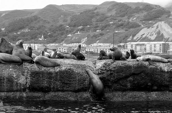 Иллюстрация к книге — Суси-нуар. Занимательное муракамиедение [_41.jpg]