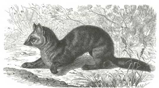 Иллюстрация к книге — Русский Стамбул [i_039.jpg]