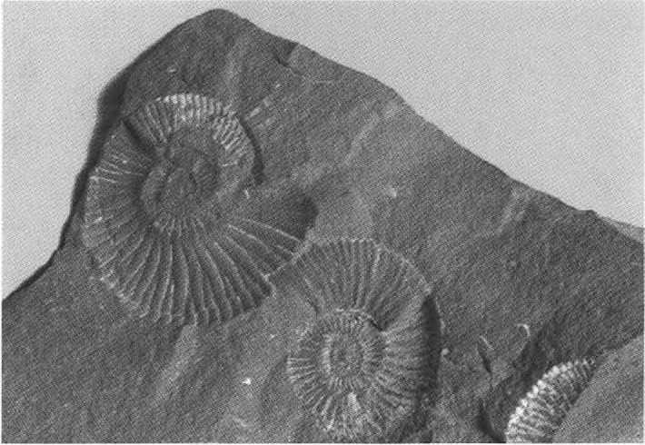 Иллюстрация к книге — Русанов [i_055.jpg]