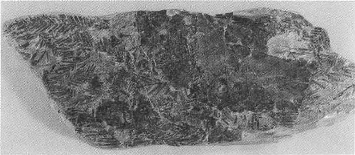 Иллюстрация к книге — Русанов [i_063.jpg]