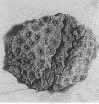 Иллюстрация к книге — Русанов [i_064.jpg]