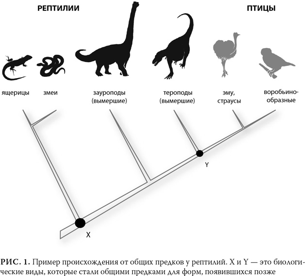 Иллюстрация к книге — Эволюция: Неопровержимые доказательства [i_004.jpg]