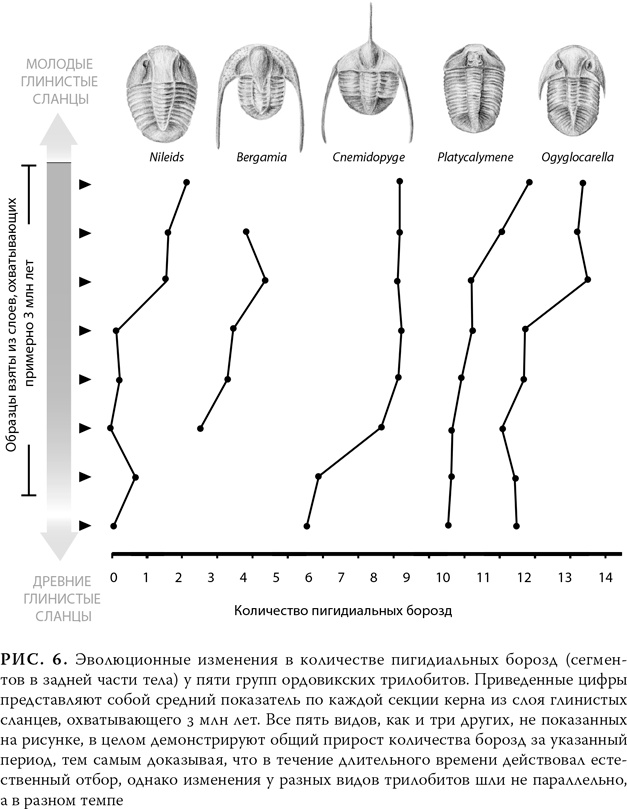 Иллюстрация к книге — Эволюция: Неопровержимые доказательства [i_009.jpg]