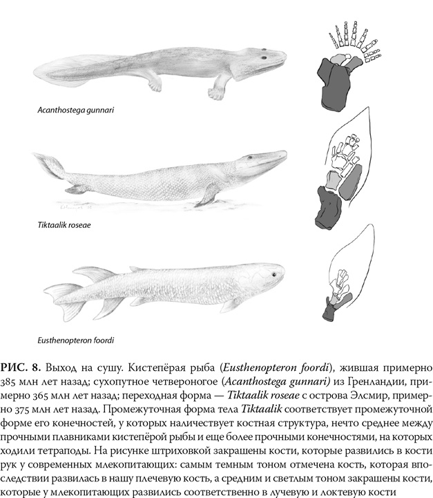 Иллюстрация к книге — Эволюция: Неопровержимые доказательства [i_011.jpg]
