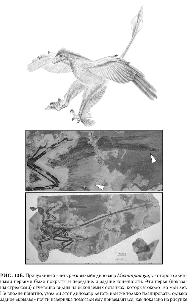 Иллюстрация к книге — Эволюция: Неопровержимые доказательства [i_014.jpg]