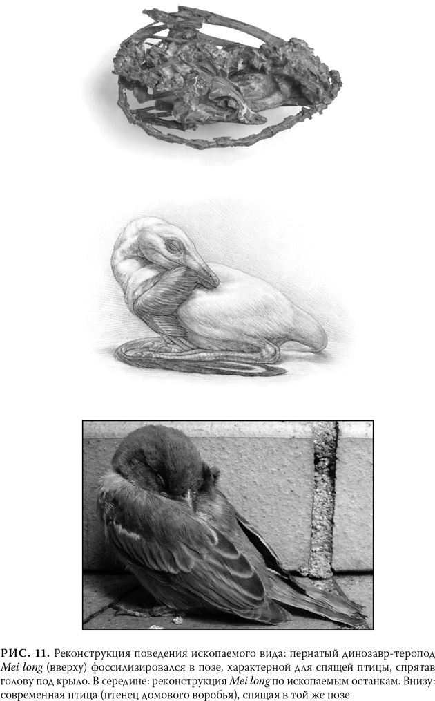 Иллюстрация к книге — Эволюция: Неопровержимые доказательства [i_015.jpg]