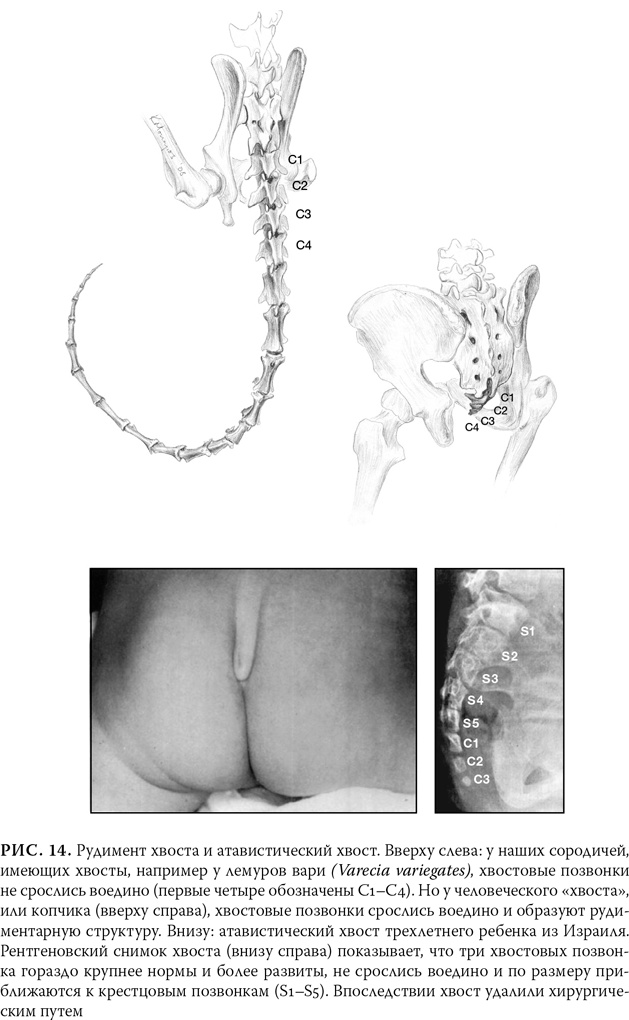 Иллюстрация к книге — Эволюция: Неопровержимые доказательства [i_018.jpg]