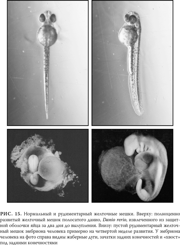 Иллюстрация к книге — Эволюция: Неопровержимые доказательства [i_019.jpg]