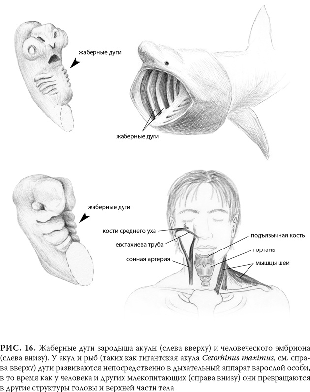 Иллюстрация к книге — Эволюция: Неопровержимые доказательства [i_020.jpg]