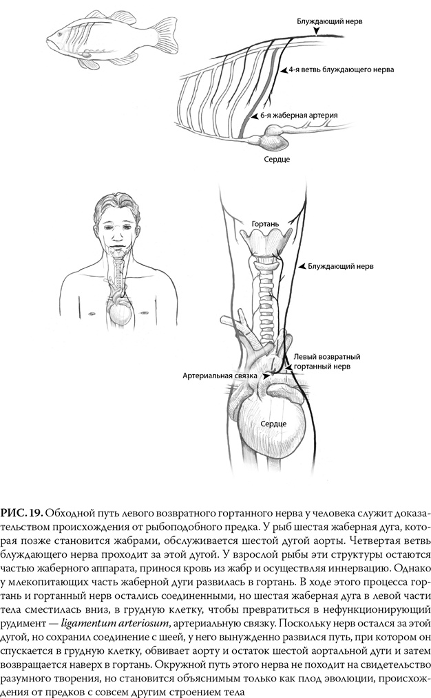 Иллюстрация к книге — Эволюция: Неопровержимые доказательства [i_023.jpg]