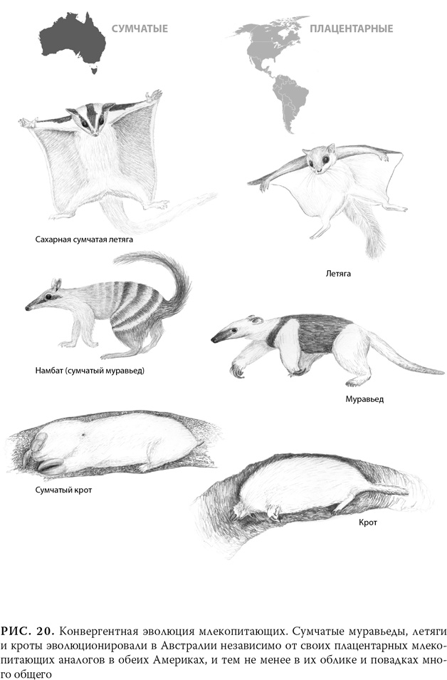 Иллюстрация к книге — Эволюция: Неопровержимые доказательства [i_024.jpg]