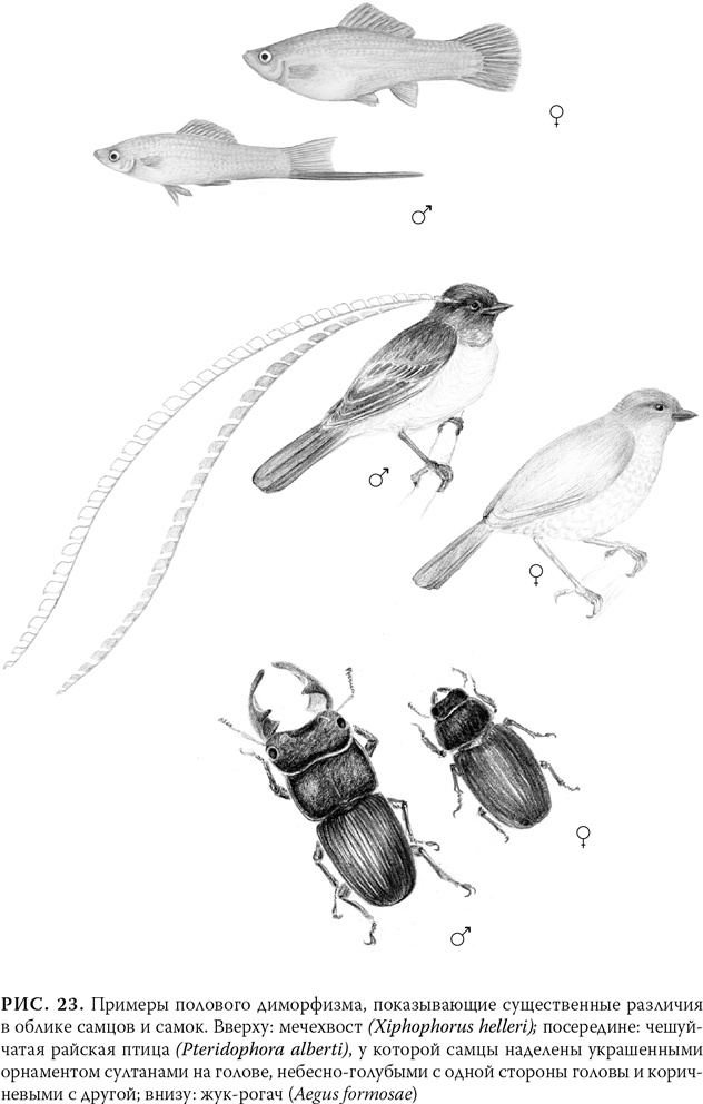 Иллюстрация к книге — Эволюция: Неопровержимые доказательства [i_028.jpg]