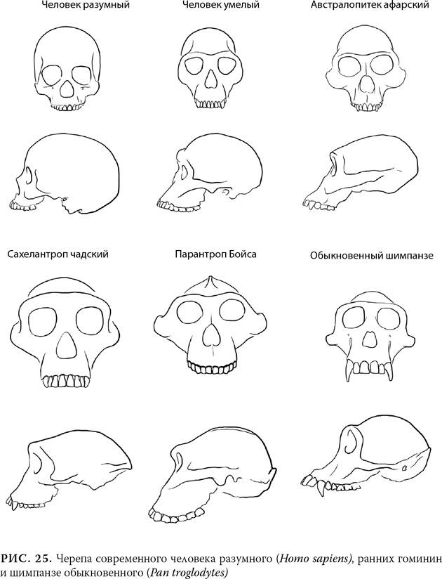 Иллюстрация к книге — Эволюция: Неопровержимые доказательства [i_030.jpg]