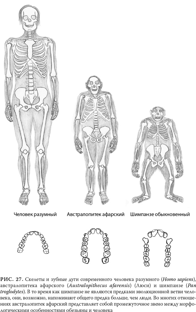 Иллюстрация к книге — Эволюция: Неопровержимые доказательства [i_032.jpg]