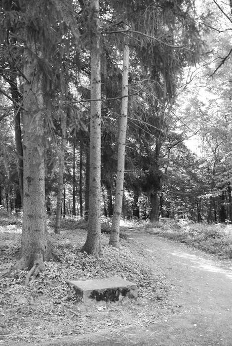 Иллюстрация к книге — Строгоновы. 500 лет рода. Выше только цари [i_240.jpg]