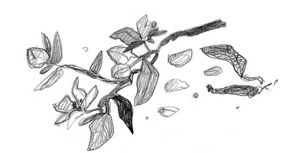 Иллюстрация к книге — Зеленый велосипед на зеленой лужайке [image_1.jpg]