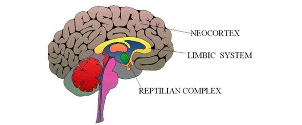 Иллюстрация к книге — Инструкции по эксплуатации мозга для обывателя [i_002.jpg]