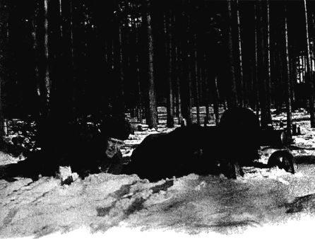 Иллюстрация к книге — Их послал на смерть Жуков? Гибель армии генерала Ефремова [i_049.jpg]